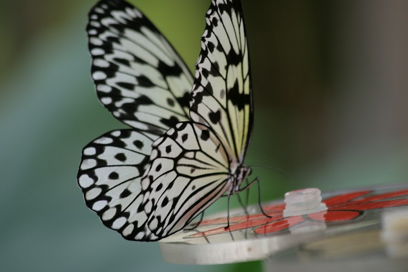 Fotoclubje Blijdorp 2008-75.jpg